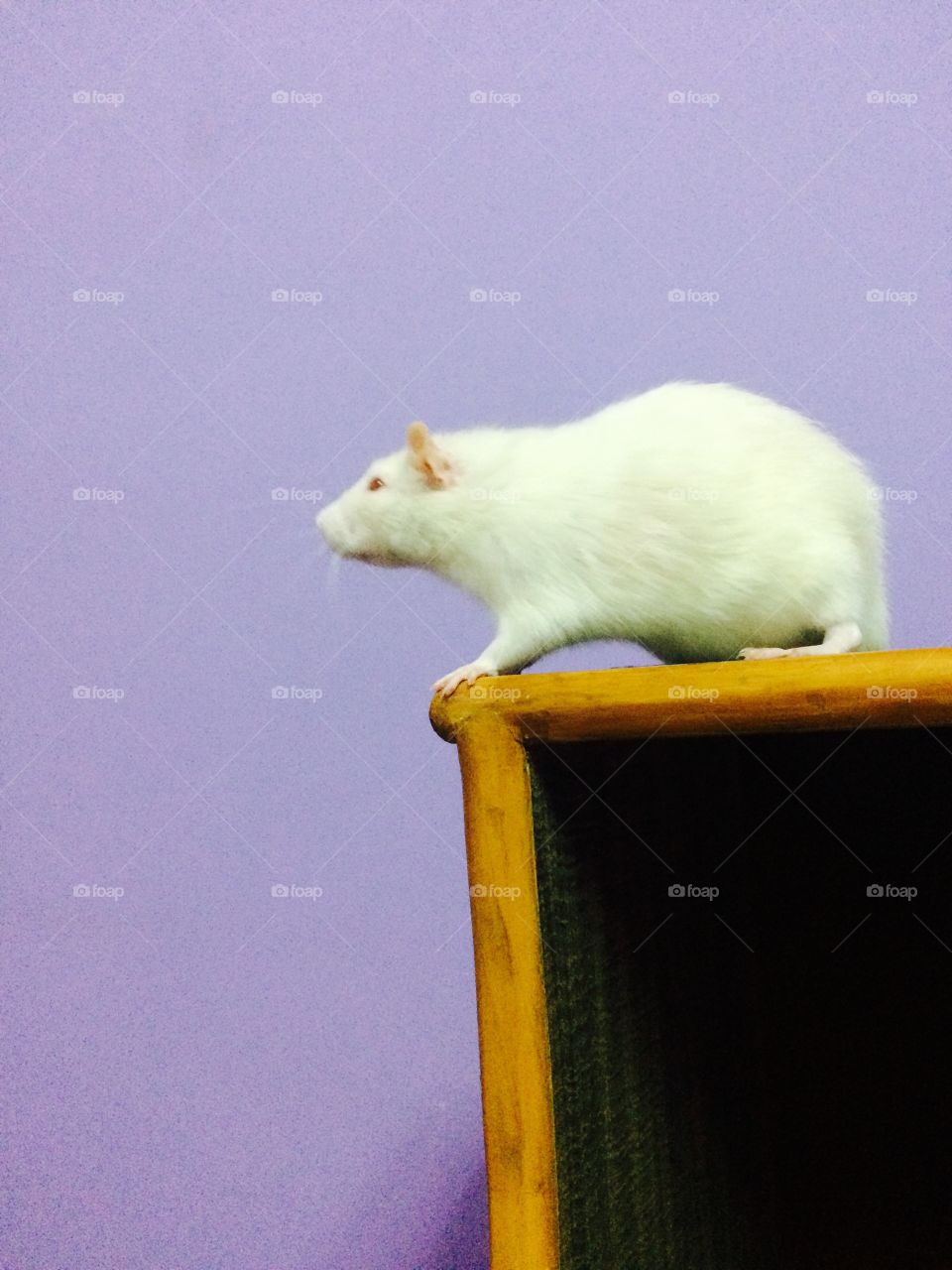 white mouse doing exercise