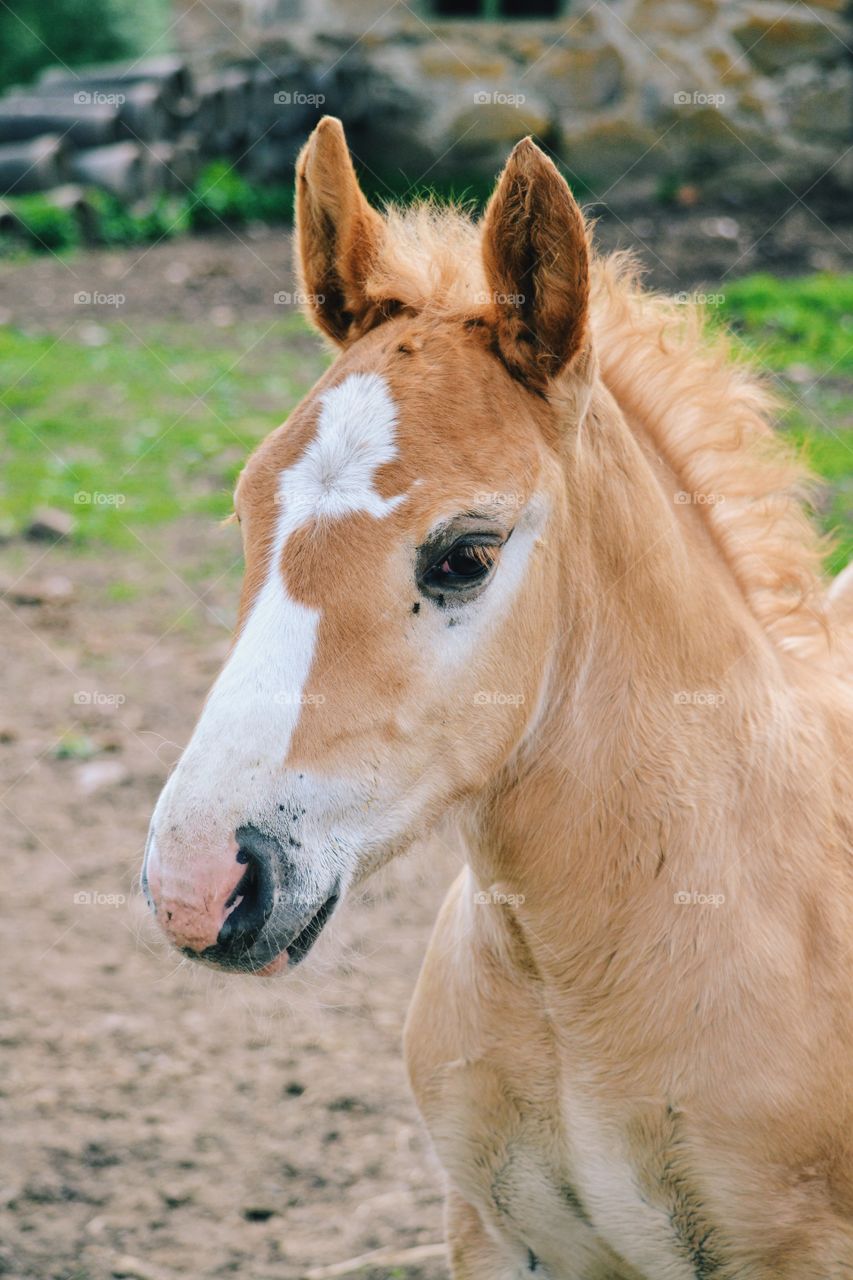 Beautiful foal