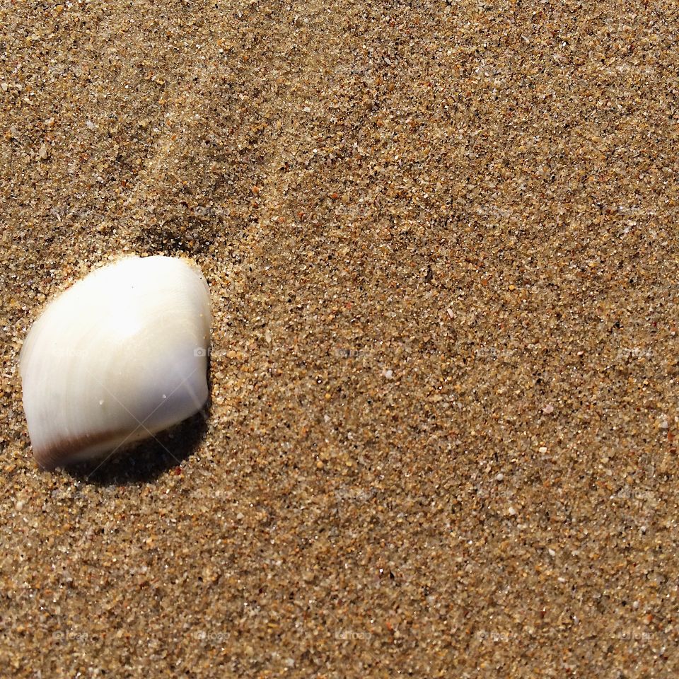 Pipi shell on the beach 