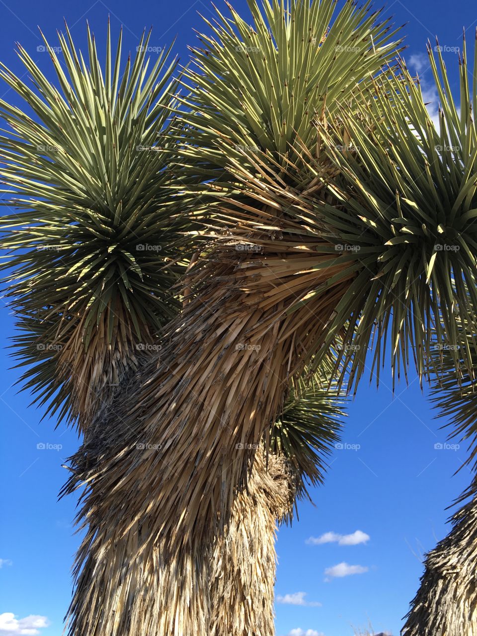 Joshua Tree