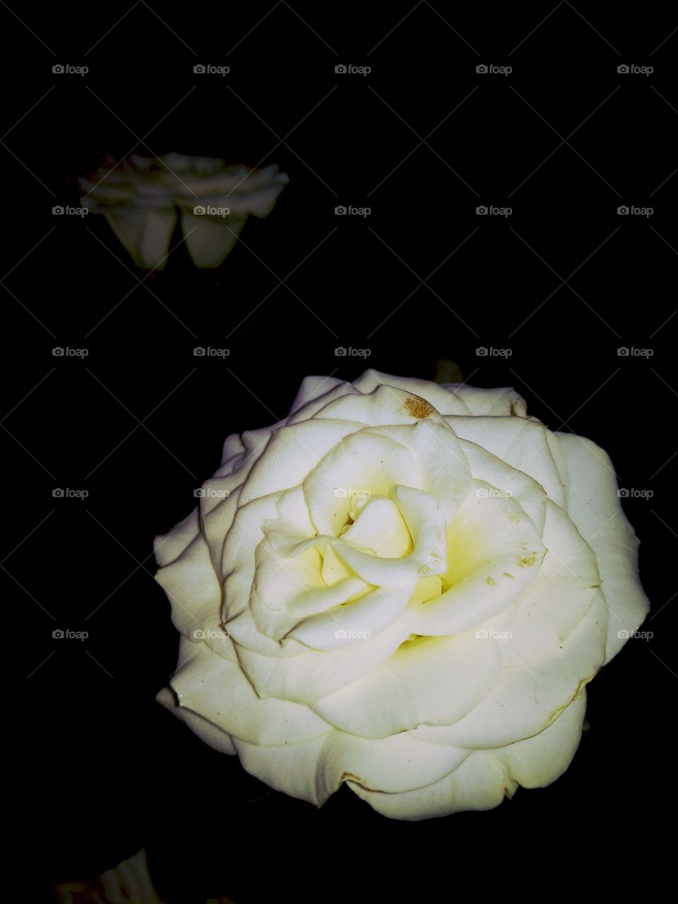 white rose and dark background