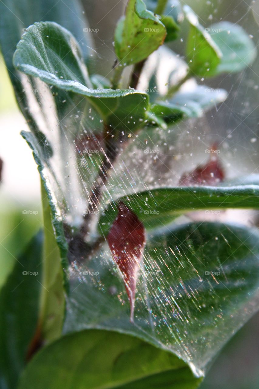 encased in a web.