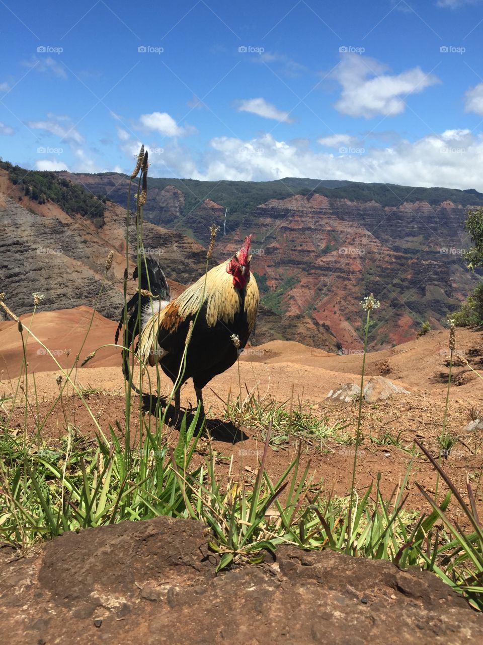 Rooster over Waimea Canyon, Kauai 