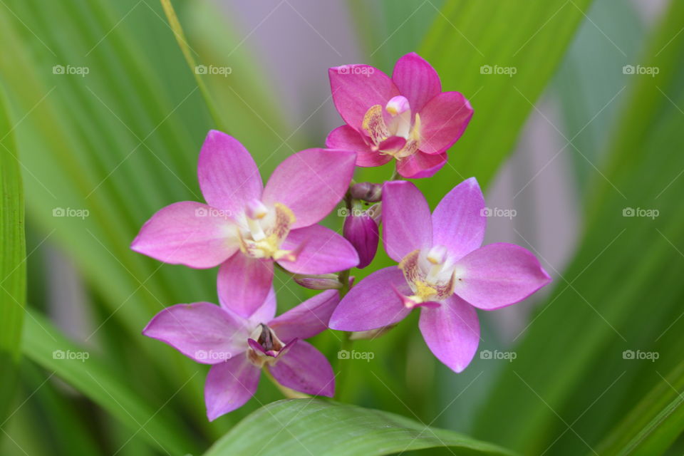 Close up photography of a orchid flower 