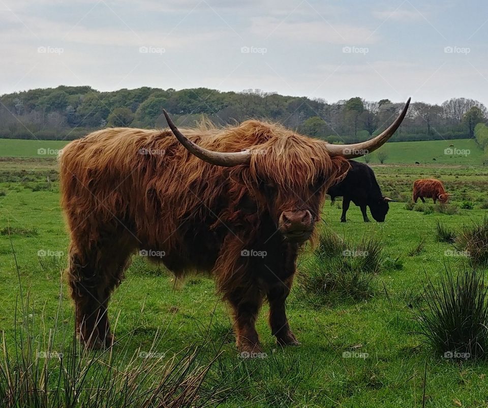 Galloway rind kuh fleisch bio Wild cow animal beef mammal