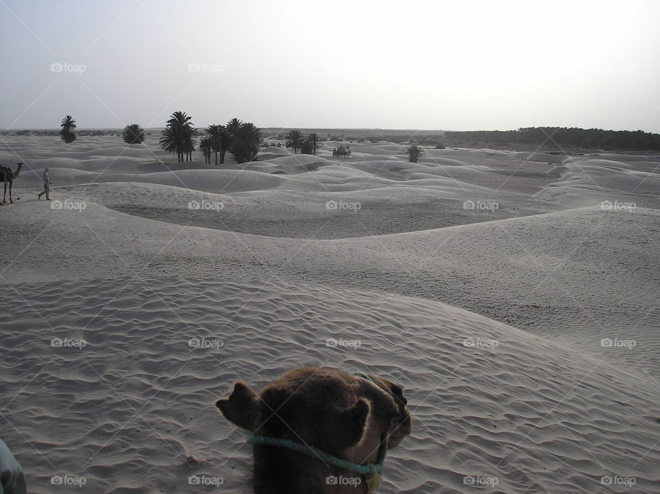 In the desert on a camel