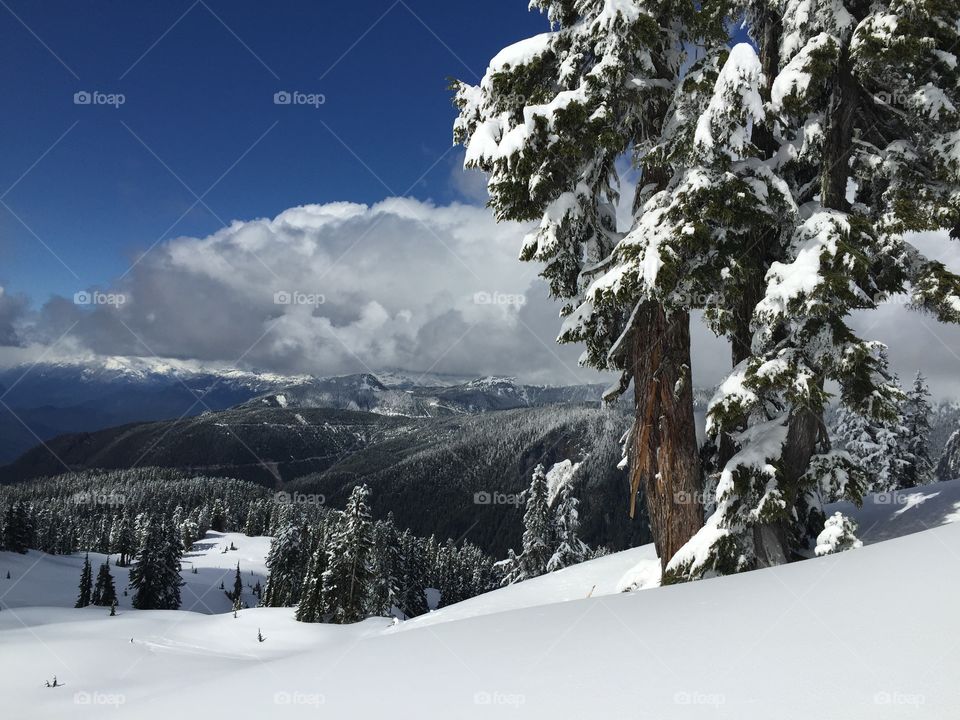 Snow, Winter, Mountain, Cold, Evergreen