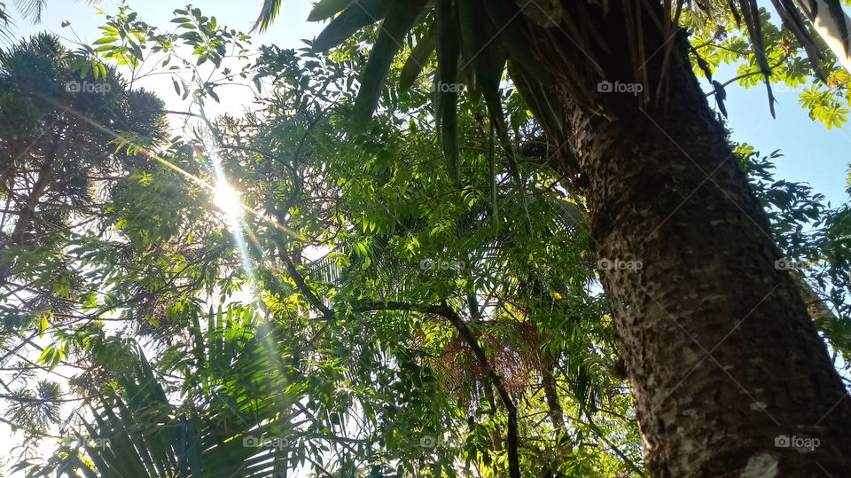 🌞 SOL POR ENTRE OS GALHOS