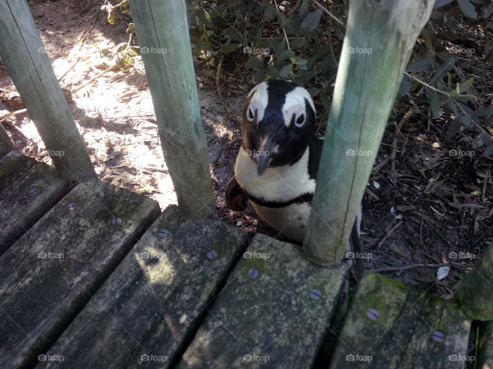 penguen of South Africa