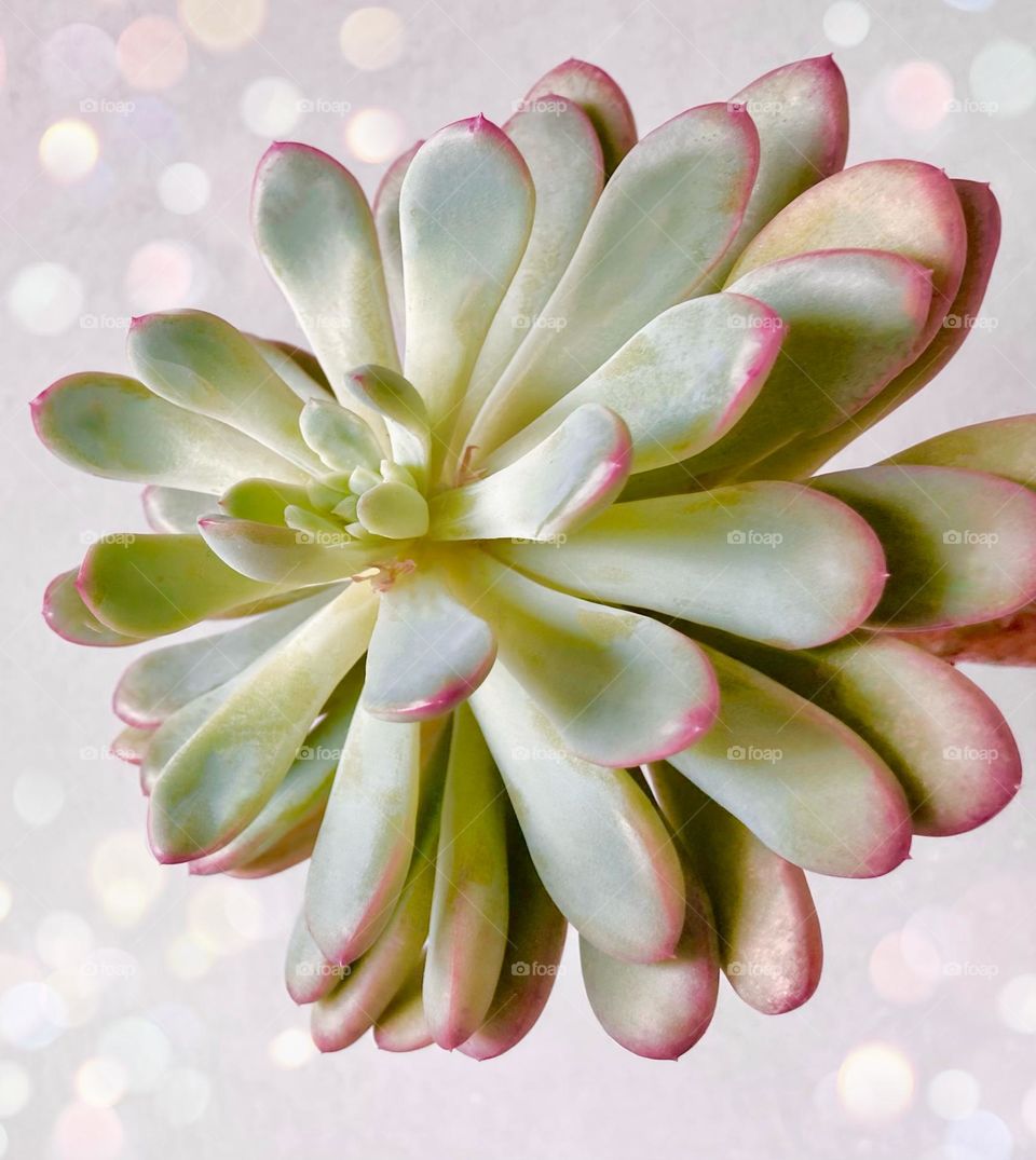 Succulent Inspiration, backgrounds 