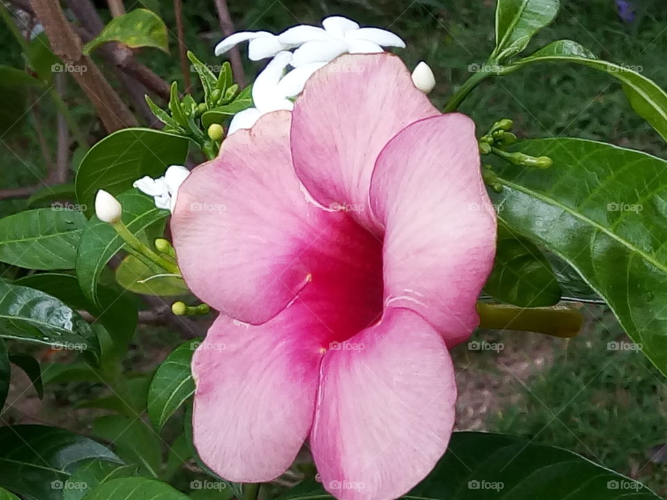 Nature, Flora, Flower, Garden, Leaf