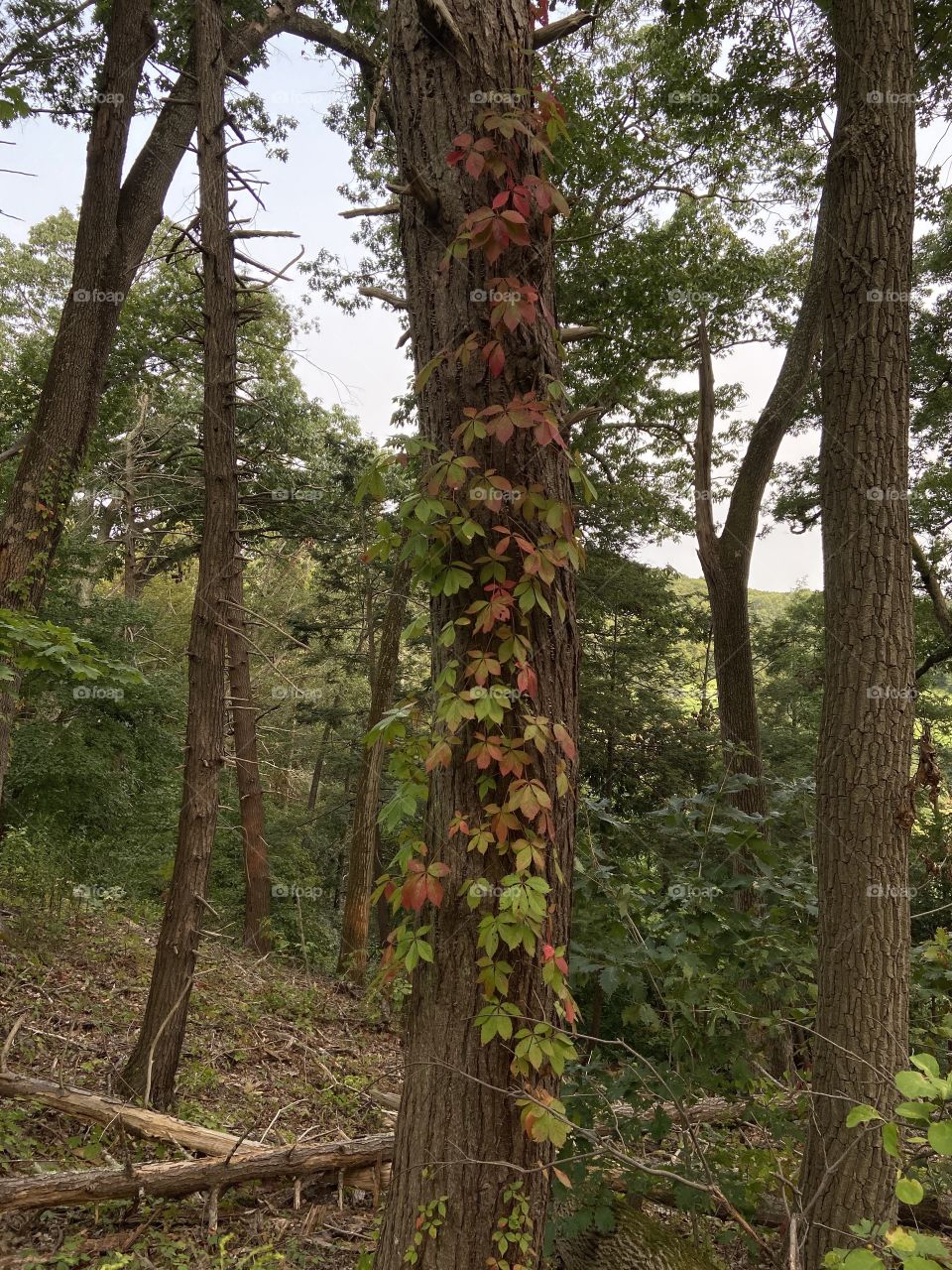 Vine has changed color