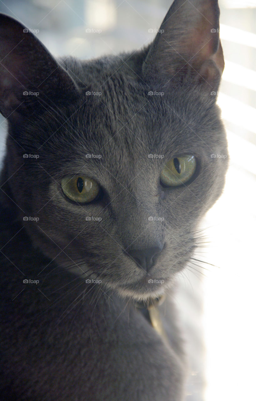 Russian blue . Close up of my Russian Blue