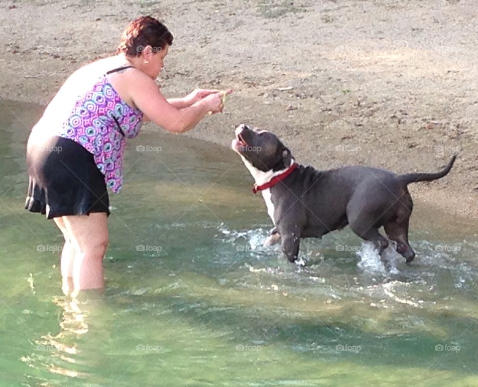 Playing with pit bull 