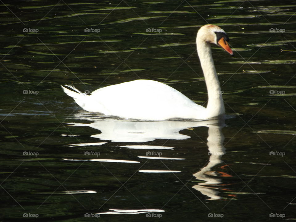 Moving Glassy Lake