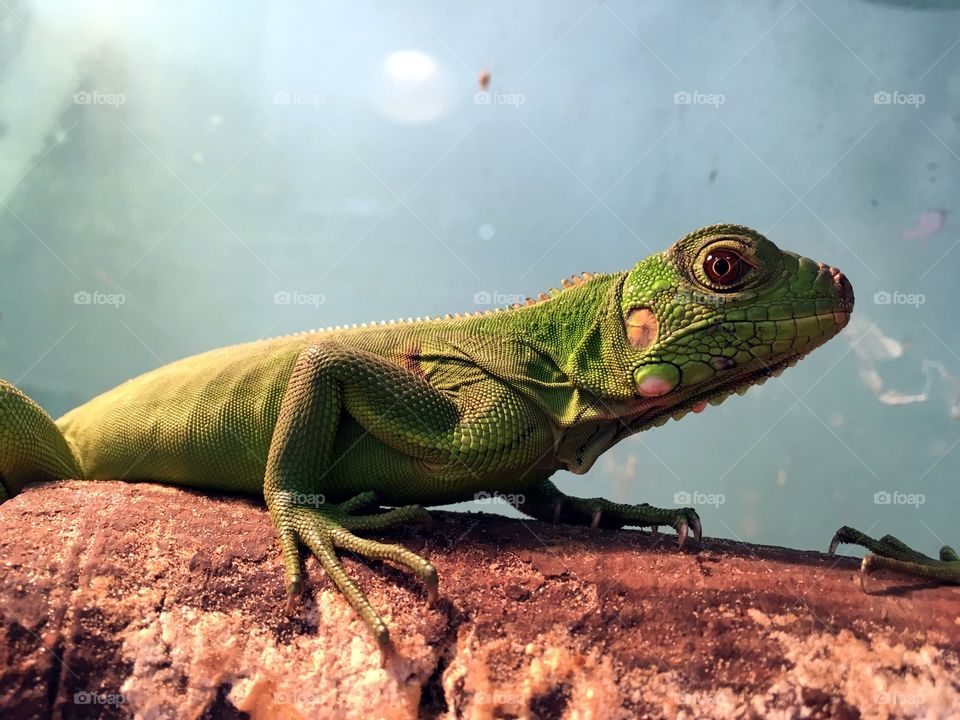 Green iguana