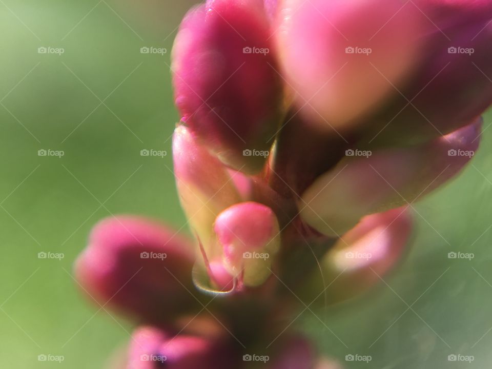 Macro clover flower