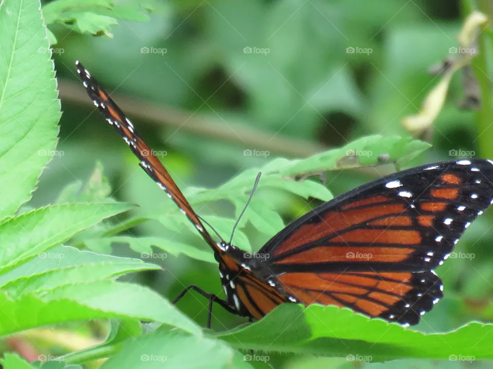 Viceroy