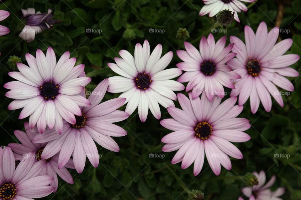 Purple daisies 