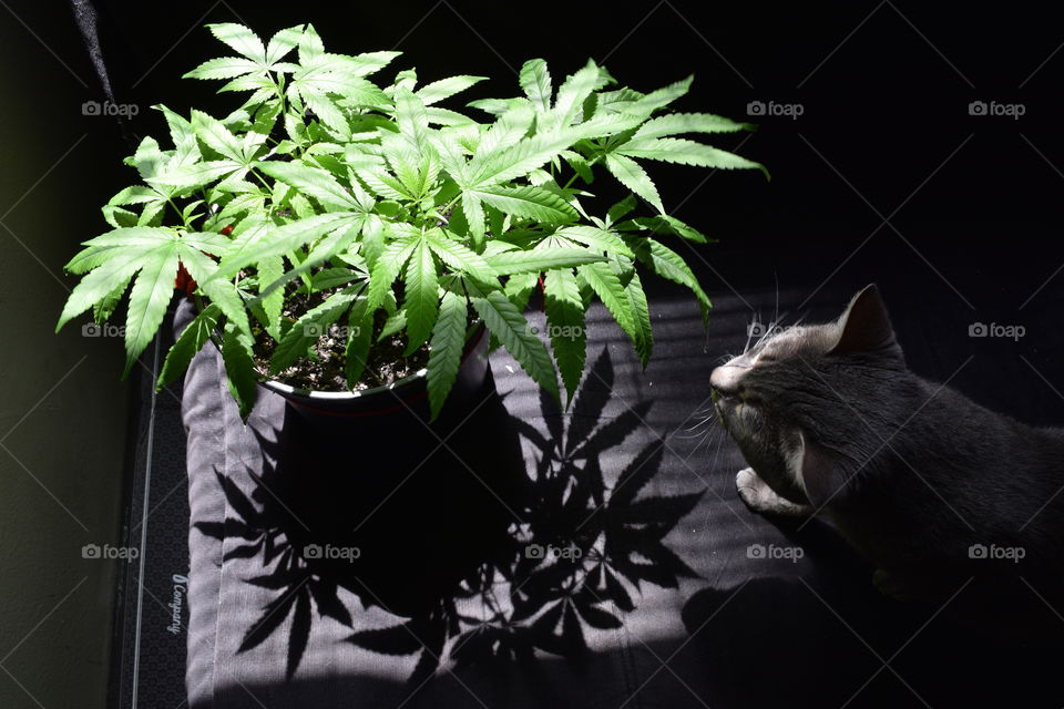 marijuana plant shadow play