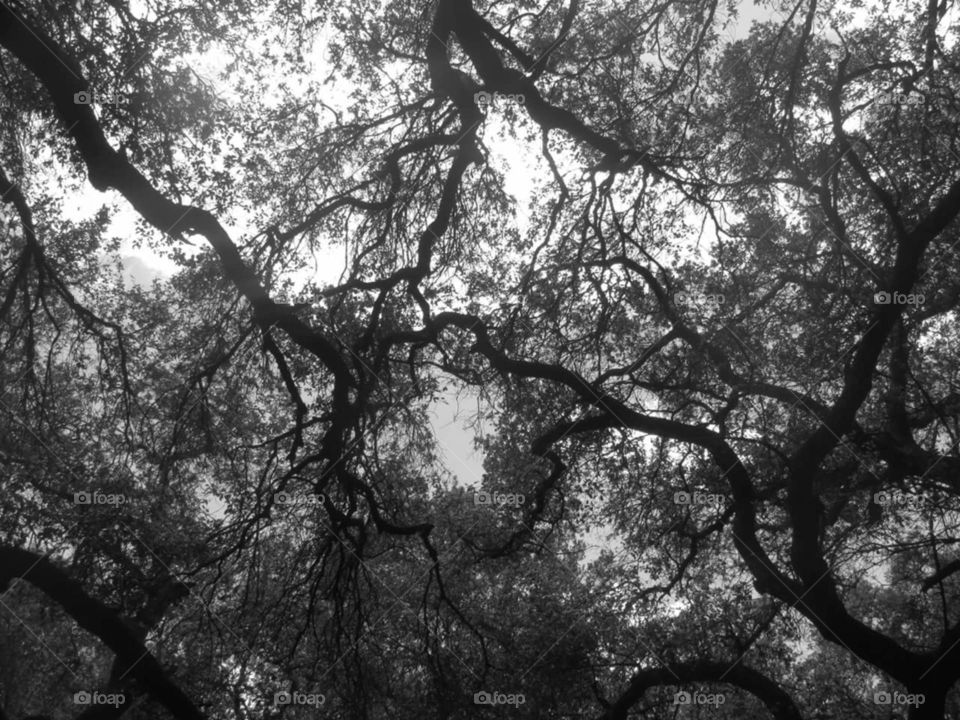 b&w trees connected