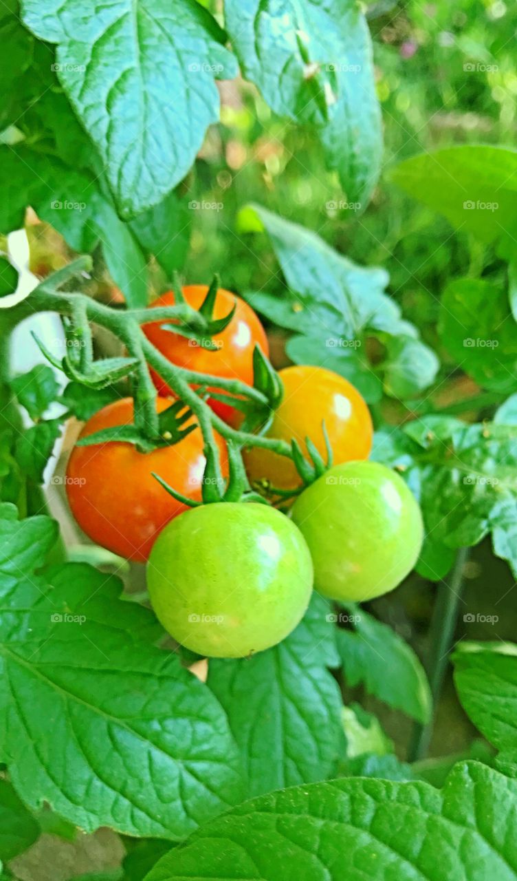 Cherry tomatoes 