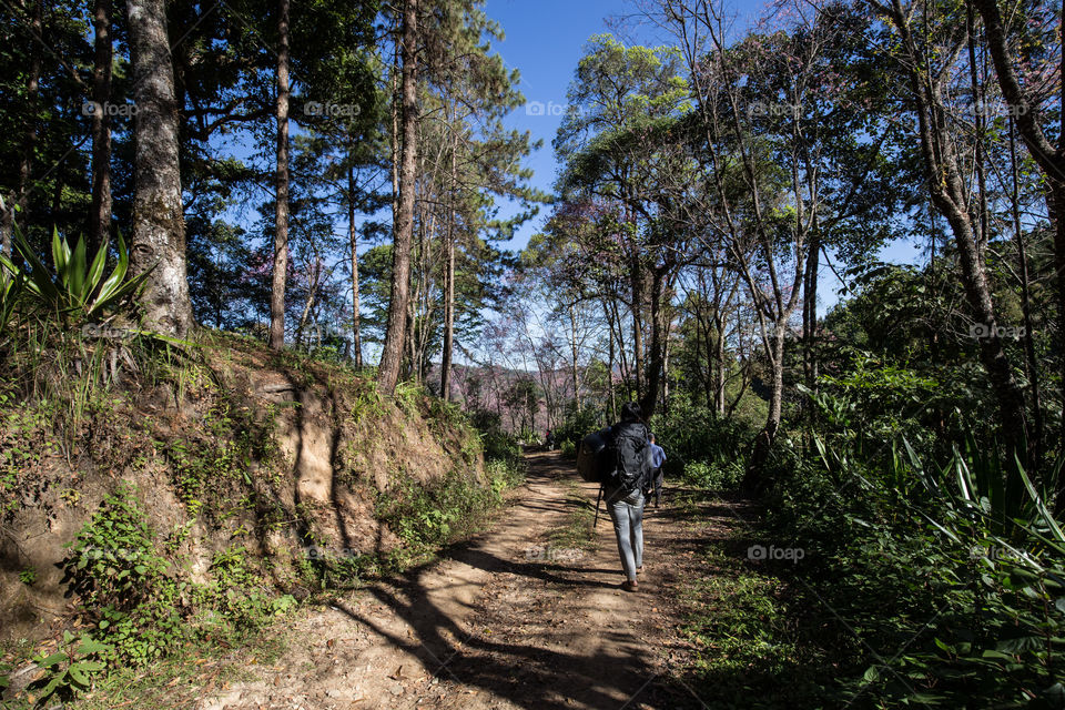 Backpacker in the forest 