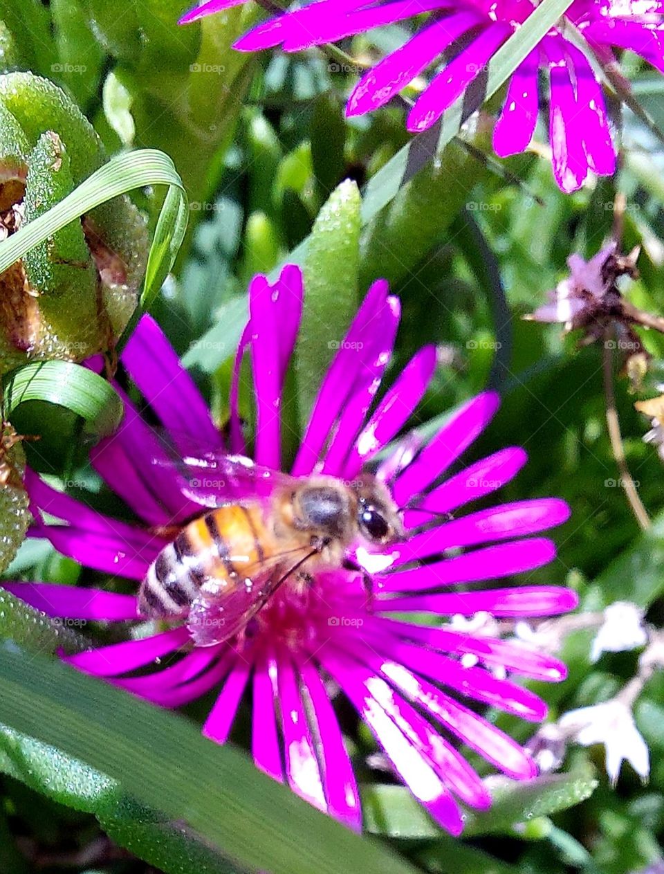 Honey bee on flower