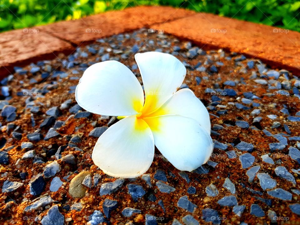 Plumeria flower