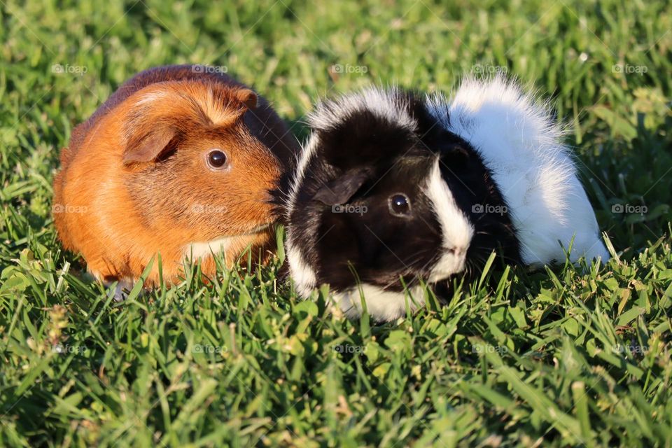 Guinea Pigs Outside 