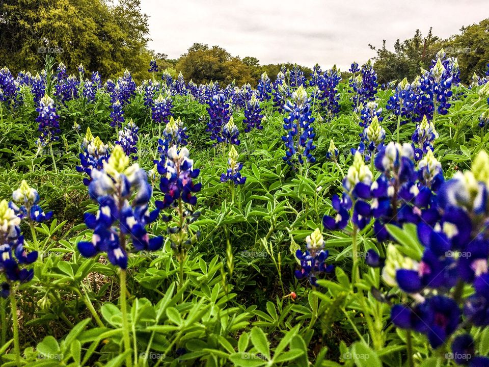 Bluebonnets 