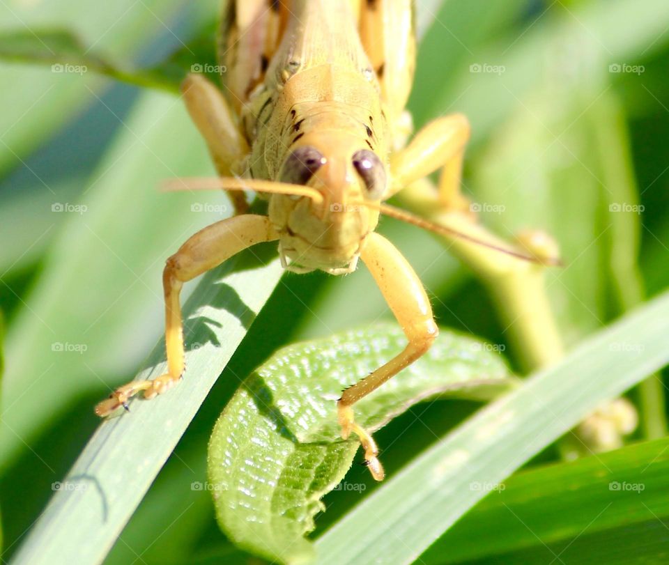 Locust Up Close