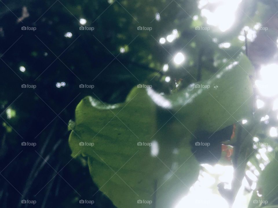 Water has fallen on the leaves of the trees. Rainy day