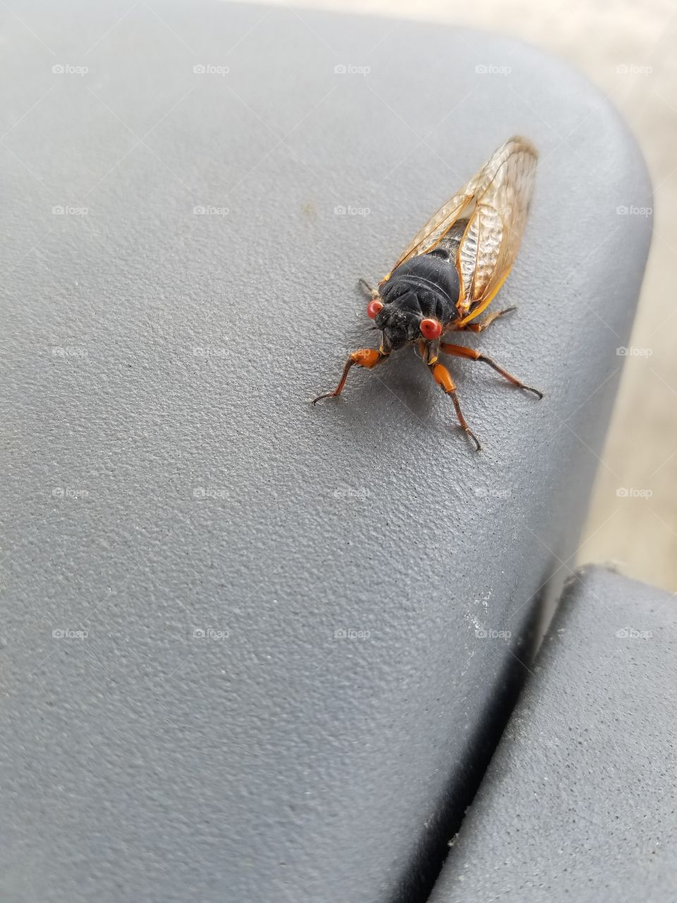 Insect, Invertebrate, No Person, Nature, Wildlife