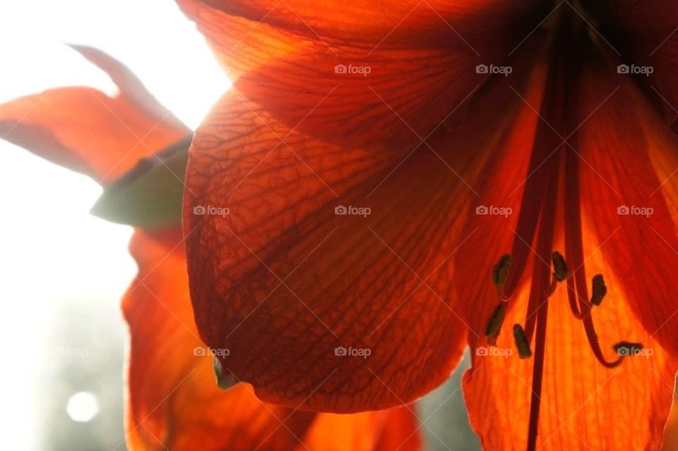 dramatic red flower by l.mcquater