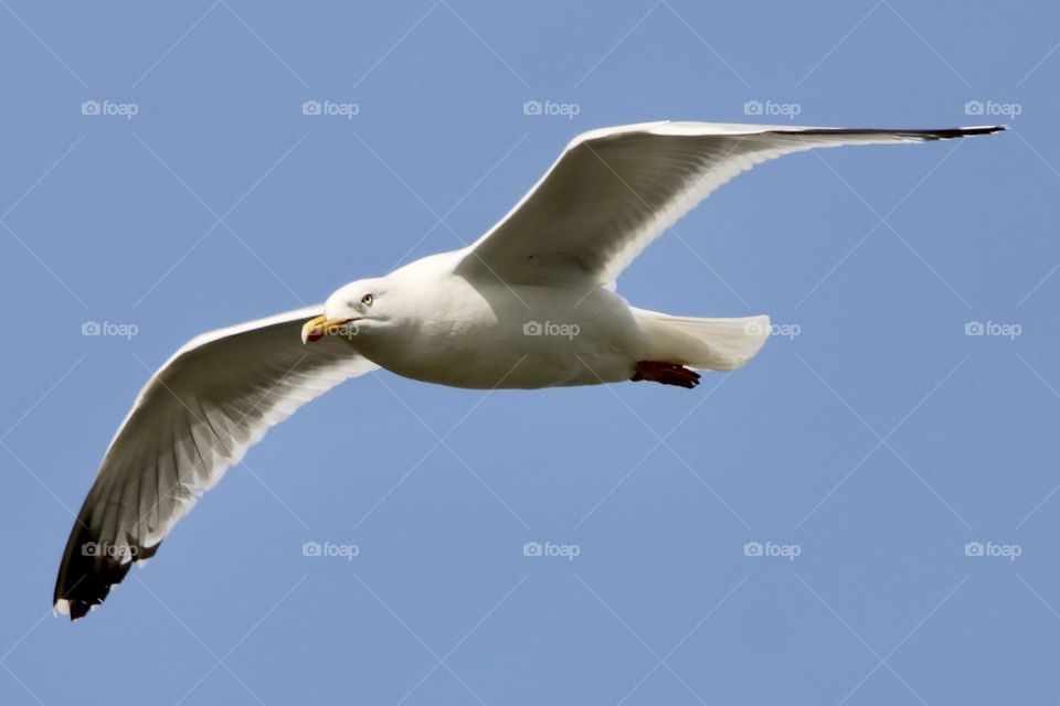 Seagull 