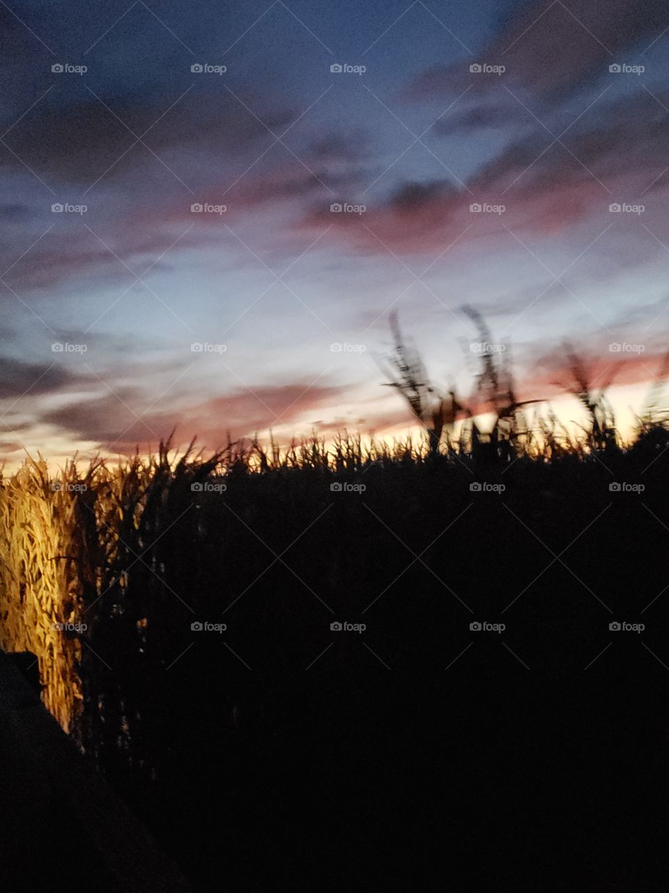 cornfield at sunset