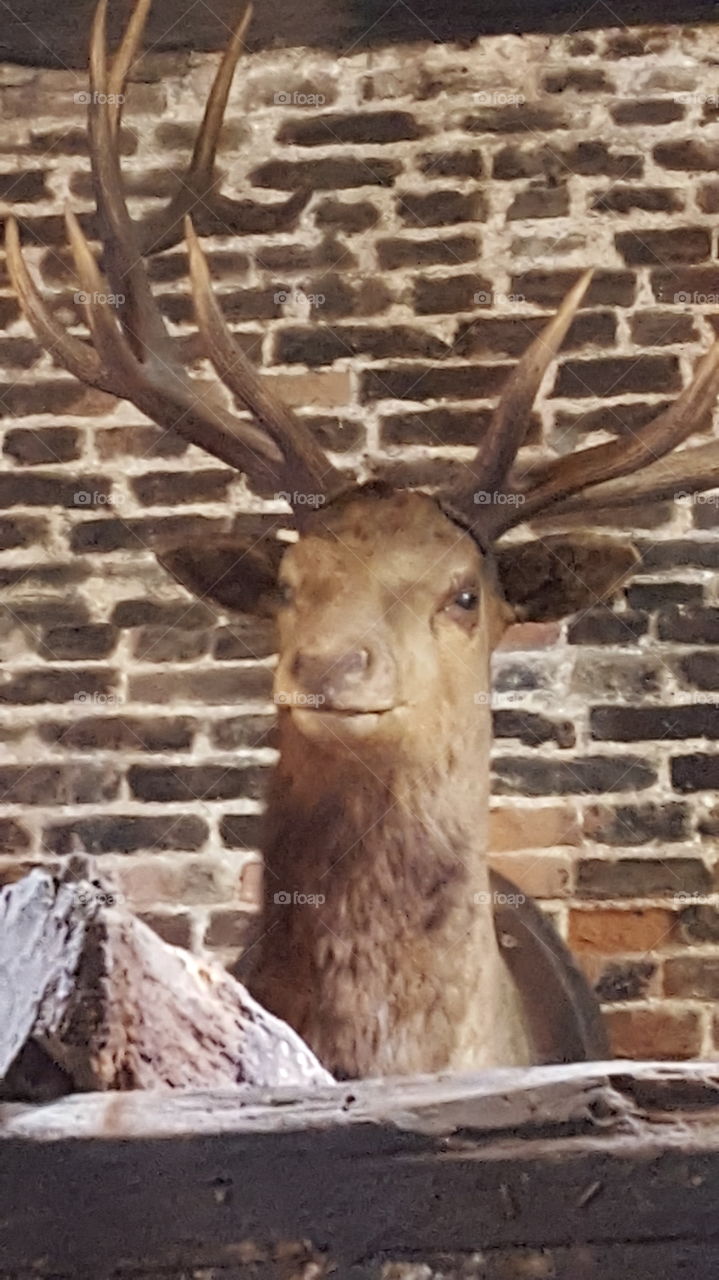 stag