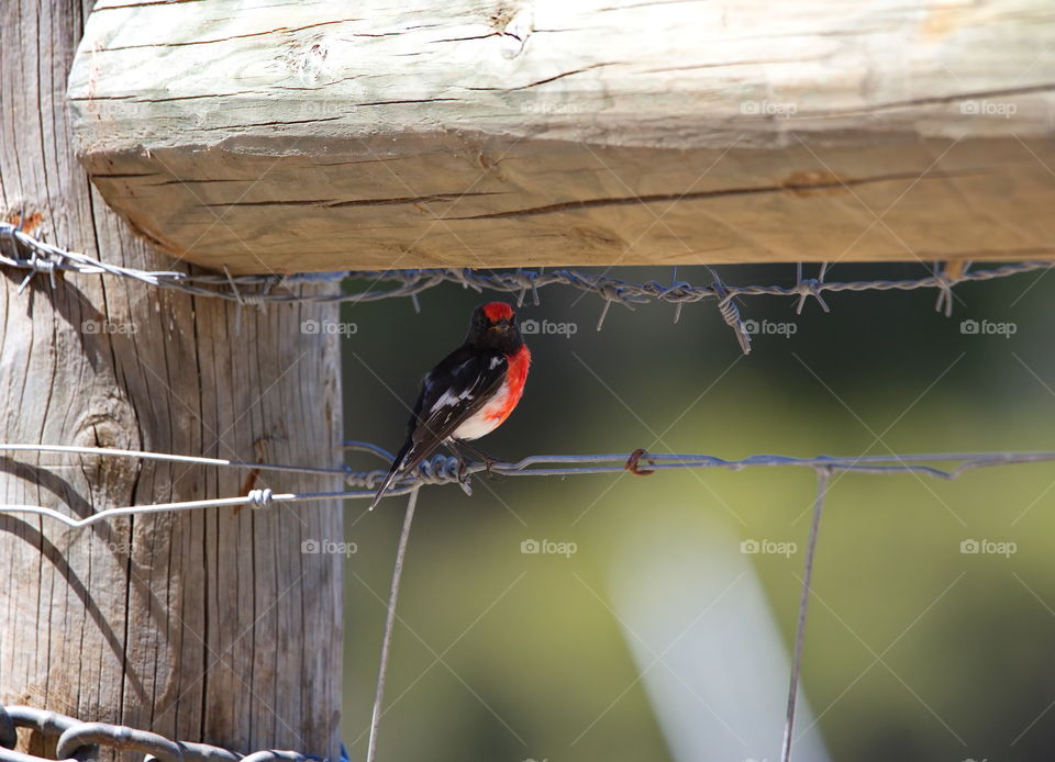 Red Capped Robin sitting in the shade avoiding the summer heat