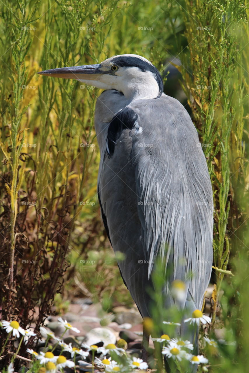 gray heron :)