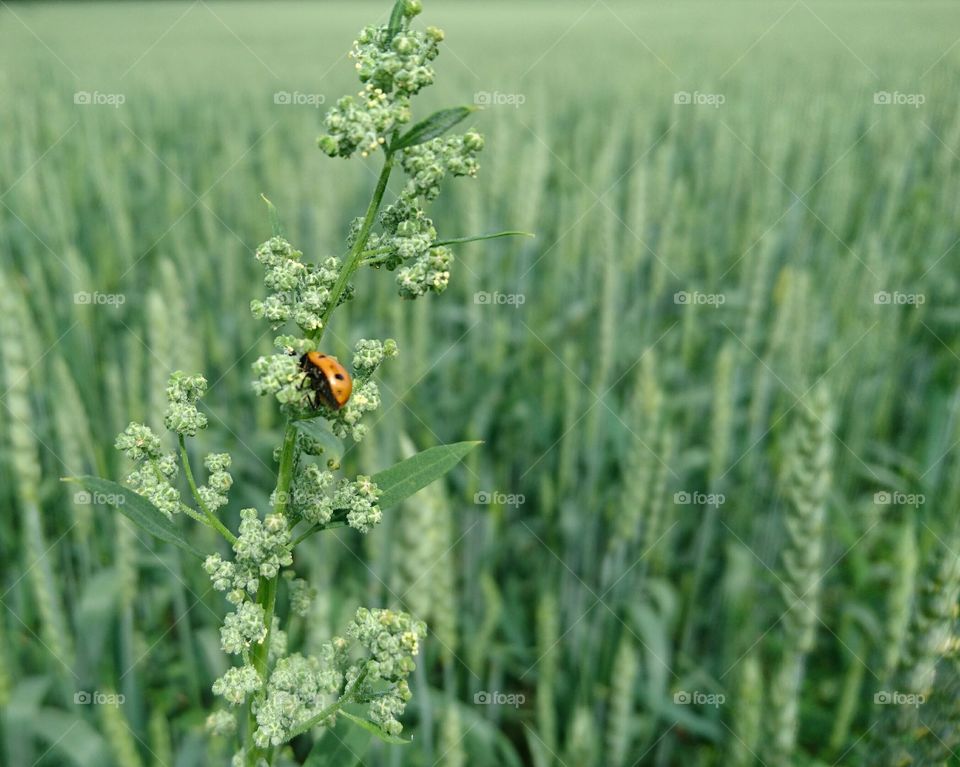 Ladybug