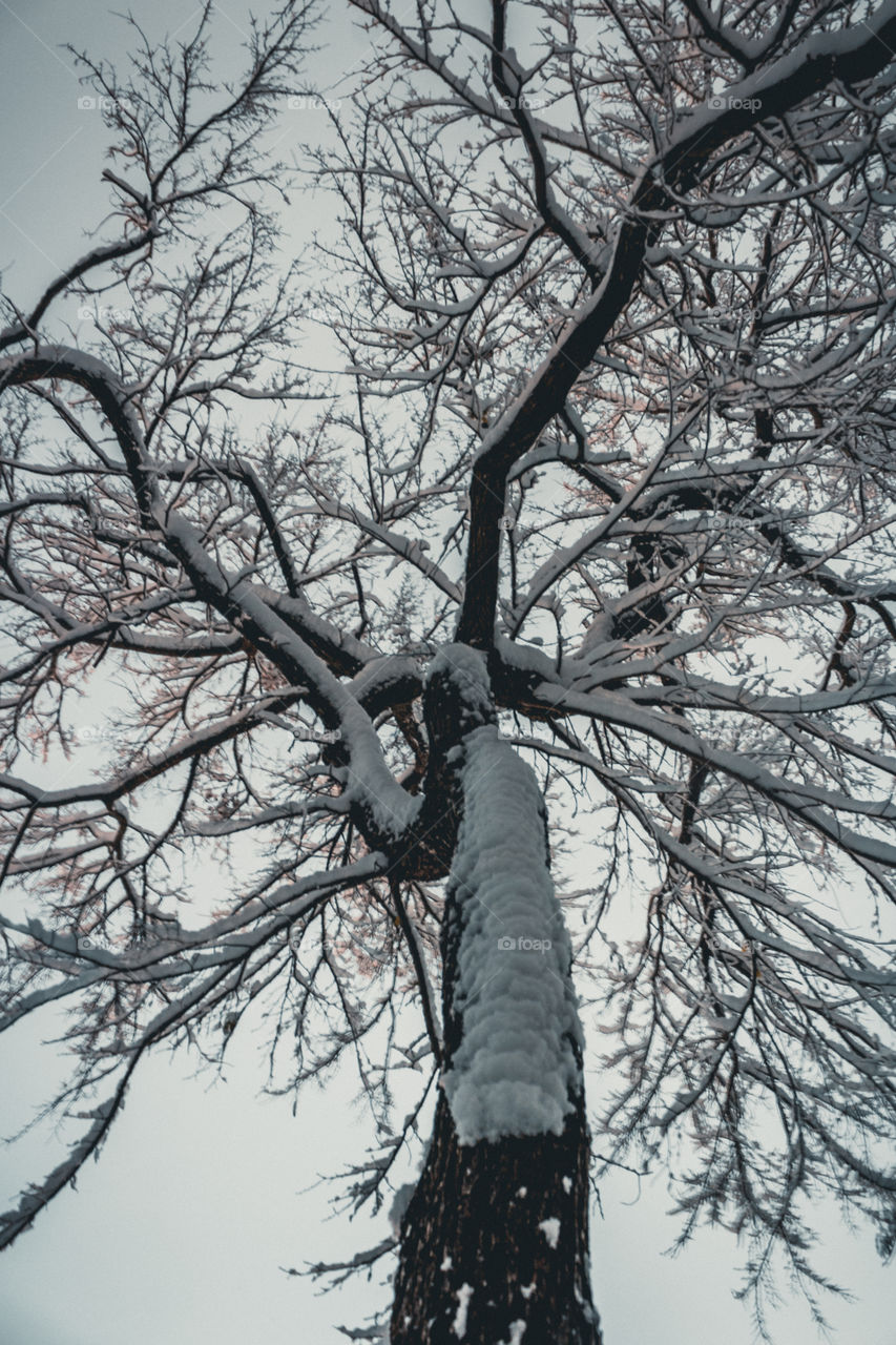 Snow Covered Tree