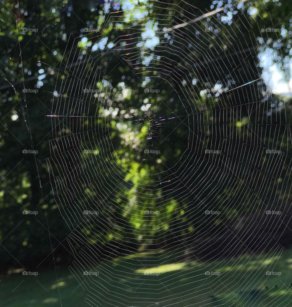 Web