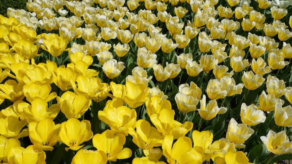 Yellow tulips.