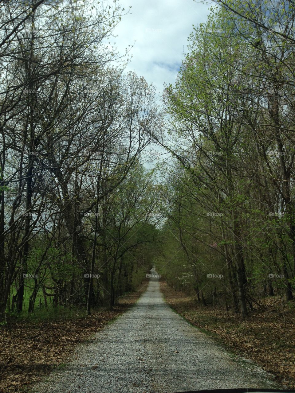 Long wooded path way