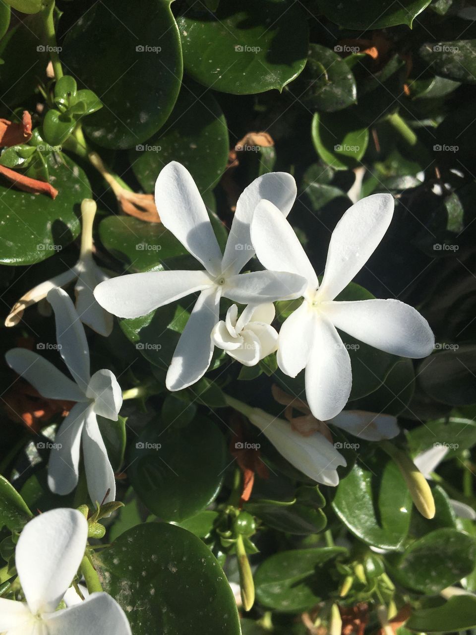 Tiare white flower from Gardenia family 