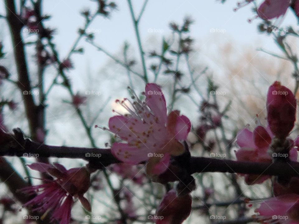 Moon and peach blossoms