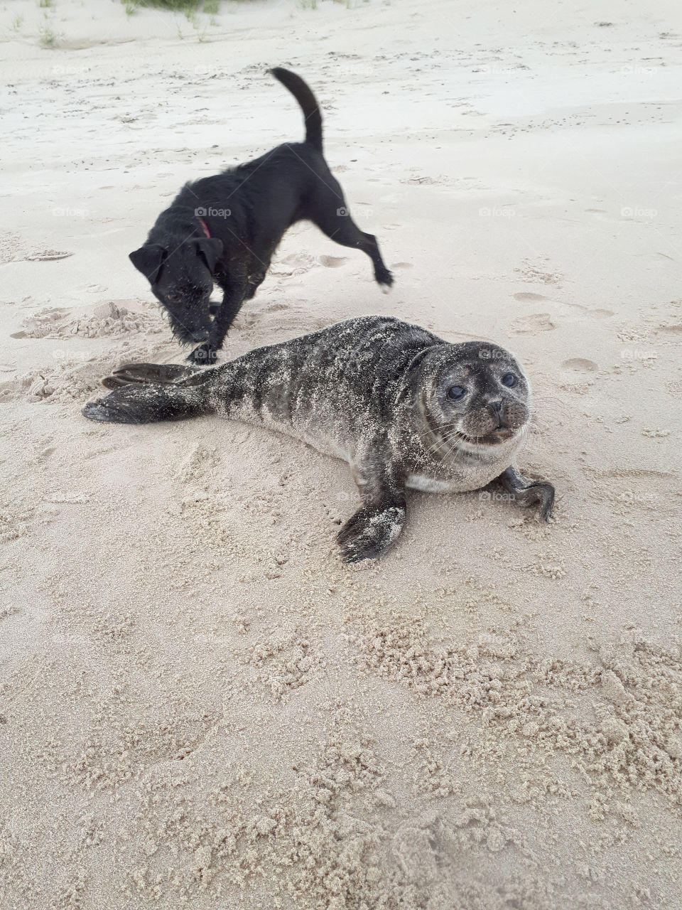 Seal Pup found on Beach, Highlands Scotland