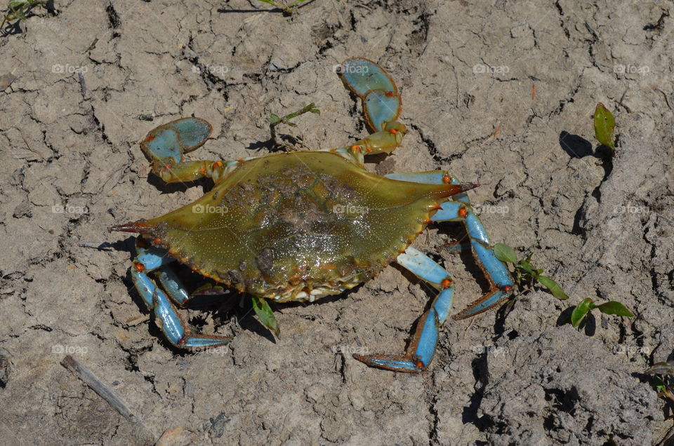 Crab on a river bank