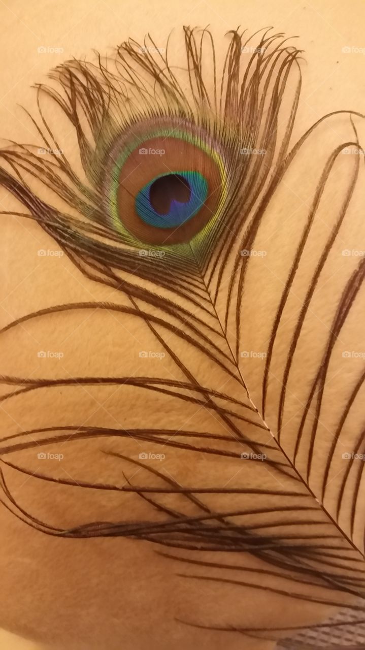 peacock feather